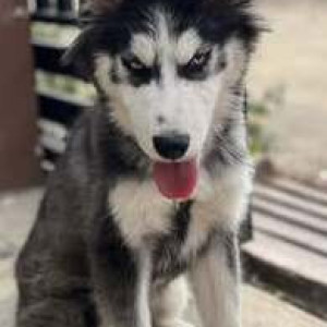 Missing: Black and White Female Husky Dog from RCI Road, Balapur-2