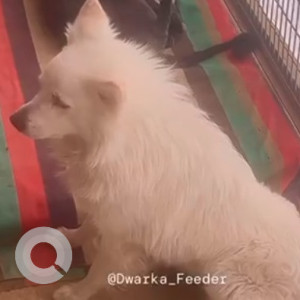 Found: White Male Pomeranian Dog from Dwarka Sector 5