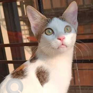 Missing: White-Brown Mix Female Indie Cat from Junta House