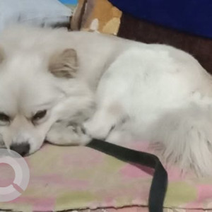 Missing: White Male Pomeranian Dog from High School mela ground, Louis Jublee area, Darjeeling