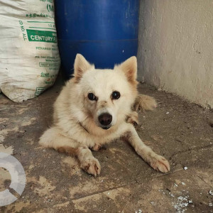 Found: White Female Indian Spitz Dog from Poonamallee High Road, behind Egmore Railway Station-3