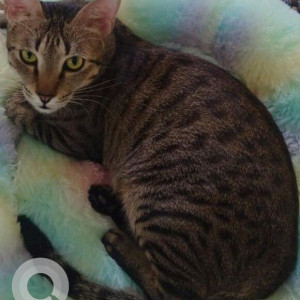 A Black and Brown Tabby Cat Missing from Mumbai-2