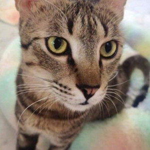A Black and Brown Tabby Cat Missing from Mumbai