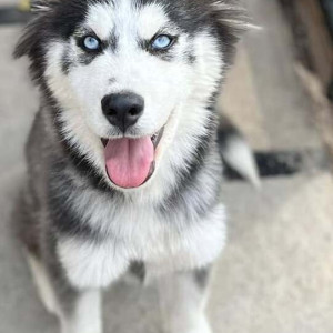 Missing: Black and White Female Husky Dog from RCI Road, Balapur-3