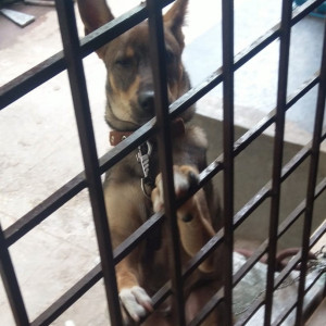 Missing: Black and Brown Male Indie Dog from BNM College Road Banashankari