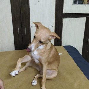 Missing: White-Brown Mix Female Indie Dog from Govindpuri Extension Gali No 8-4