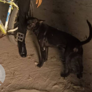 Missing: Black Male Indie Dog from KL Mehta women college NIT 5-2