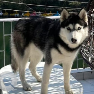 Missing: White and Grey Male Husky Dog from Kasar Devi, Almora