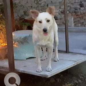 Missing: White Male Indie Dog from Jawahar Lal Nehru Marg, Shani Dev Temple, Allahabad-2
