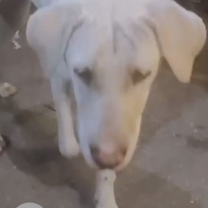 Found: White Female Indie Dog from Vijay Nagar old gupta colony chowk-2