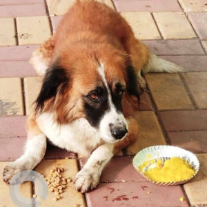 Found: White-Brown Mix Female Moscow Watchdog Dog from Amardham smashan Malvadi Hadapsar, Pune
