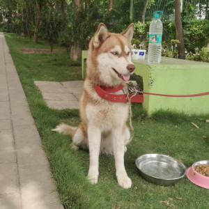 A White-Brown Mix Husky Dog Found from Wagholi, Pune City