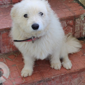 Missing: White Male Pomeranian Dog from Suryanagar Phase 3, Block-3, Attibele-3