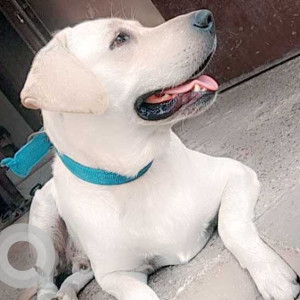 Missing: White Male Labrador Dog from Gunduvancherry, Chennai-2