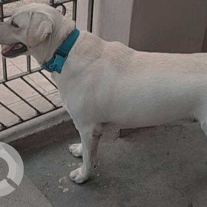 Missing: White Male Labrador Dog from Gunduvancherry, Chennai-3