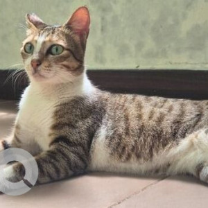 A Black and Brown Indie Cat Missing from Bavdhan, Pune