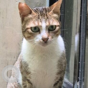 A Black and Brown Indie Cat Missing from Bavdhan, Pune-2