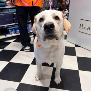 Found: White Male Labrador Dog from RMZ Ecoworld, Bellandur