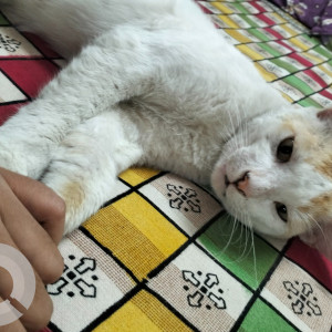 Missing: White Male Indie Cat from Tarulia, Newtown jhil par near Natraj tower-3
