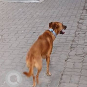 A Brown Indie Dog Found from Sadashiv Peth, Pune