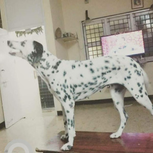 Missing: Black and White Female Dalmatian Dog from Palliappan Street,  Sowcarpet-2