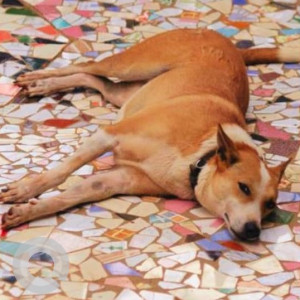 Missing: White-Brown Mix Female Indie Dog from Agarwada, Pernem