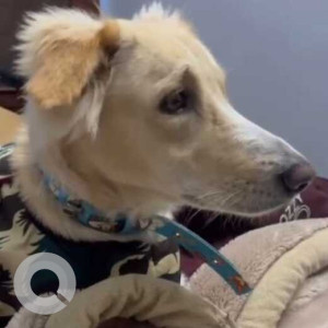 Missing: White Female Indie Dog from Gajraula