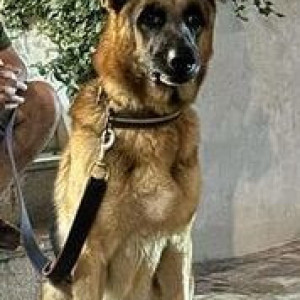 Brown Male German Shepherd Dog is Found from Emaar Palm Hills sec 77