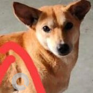 Missing: Brown Female Indie Dog from Empress Garden area, Prince of Whales Drive road-2