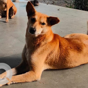 Missing: Brown Female Indie Dog from Empress Garden area, Prince of Whales Drive road