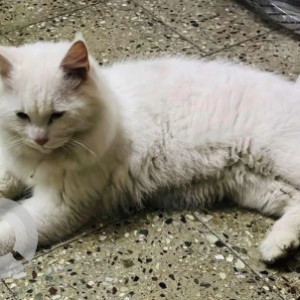 A White Persian Cat Missing from Wind Tunnel Rd, Wind Tunnel Road, Murgesh Pallya, Bengaluru, Karnataka, 560017, India-2