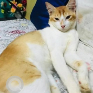 A White-Brown Mix Persian Indie mix Cat Missing from Whitefield, Bengaluru-3