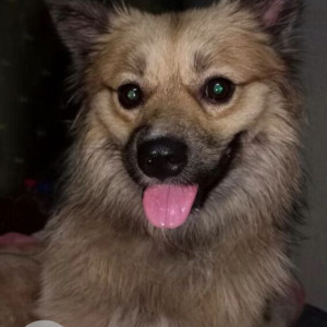 Missing: Brown Male Indie Dog from Devpukur, nearest Nandi Bagan Bari