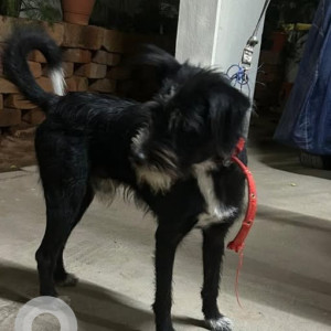 Found: Black and White Male Indie Dog from Babusapalya