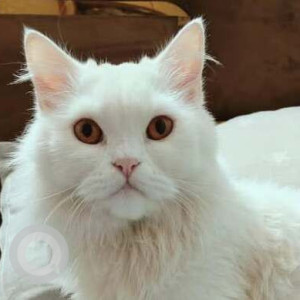 A White Persian Cat Missing from Lajpat Nagar, New Delhi