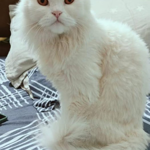 A White Persian Cat Missing from Lajpat Nagar, New Delhi-2
