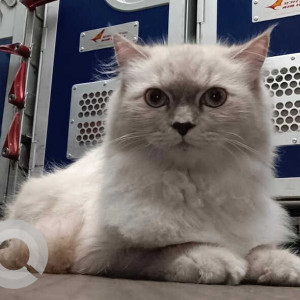 Missing: Grey Female Persian Cat from Gagan emerald society,  Kondhwa, Pune
