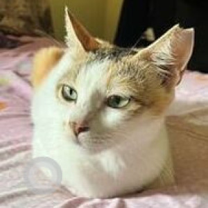 Missing: White Female Indie Cat from Porvorim