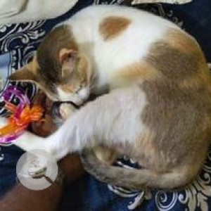 Missing: White Female Indie Cat from Porvorim-3