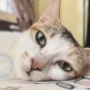 Missing: White Female Indie Cat from Porvorim-2