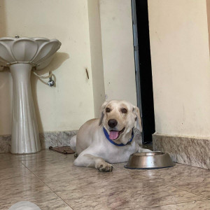 Found: White Male Labrador Dog from JP Nagar-3