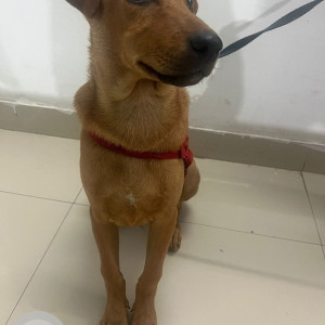 Found: Brown Male Indie Dog from Bannerghatta Road, near Kalena Agrahara, opposite to MK Central and Fab India-2
