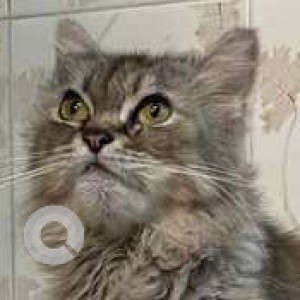 Missing: White and Grey Male Persian Cat from Dombivali west-3