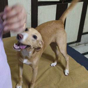 Missing: White-Brown Mix Female Indie Dog from Govindpuri Extension Gali No 8-2
