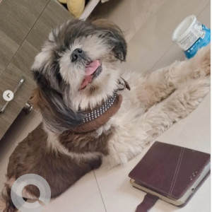 A White-Brown Mix Shih Tzu Dog Missing from Hebbalu, Mysuru-2
