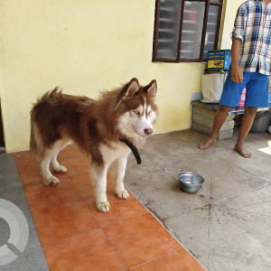 A White-Brown Mix Husky Dog Found from Sir MV Layout, Bengaluru-3