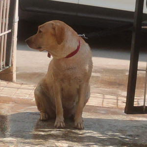 A Golden Labrador Dog Missing from JP Nagar, Bengaluru-2