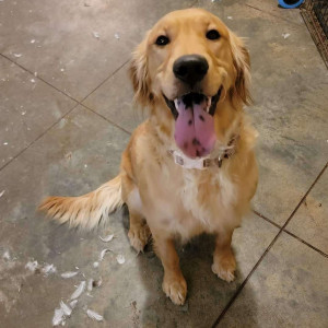 Found: Brown Female Golden Retriever Dog from Saline County