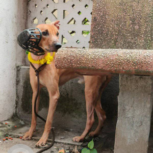 Found: Brown Male Indie Dog from Muktidham CHS, near S. L. Raheja Hospital, Mahim, Mumbai-3