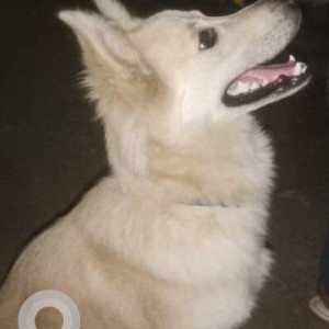 Found: White Male Pomeranian mix Dog from Bhatia medical, Bandra East, Landmark Chetana College Bandra East-2